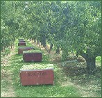  Apple Harvest 