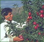  Apple Picking 