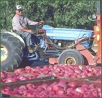  Apple Harvest 