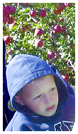  apple harvest 